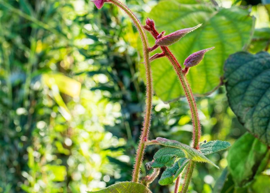 Actinidia chinensis 'Hayward'