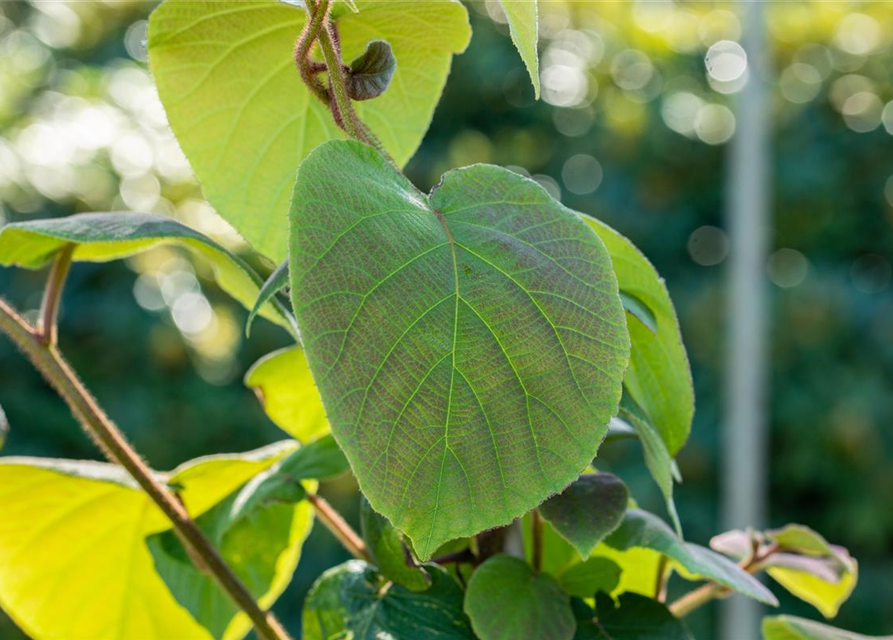 Actinidia chinensis 'Hayward'