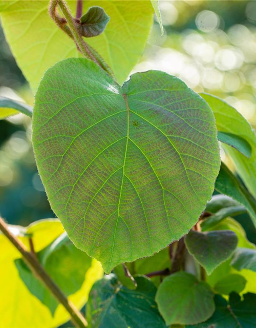 Actinidia chinensis 'Hayward'