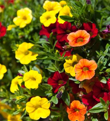 Calibrachoa 'Trixi'®