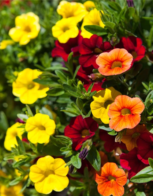 Calibrachoa 'Trixi'®