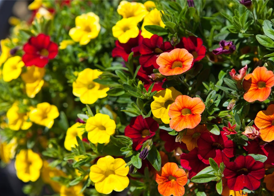 Calibrachoa 'Trixi'®