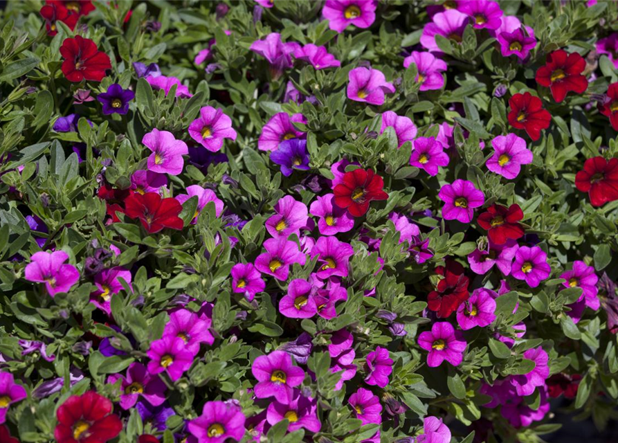 Calibrachoa 'Trixi'®