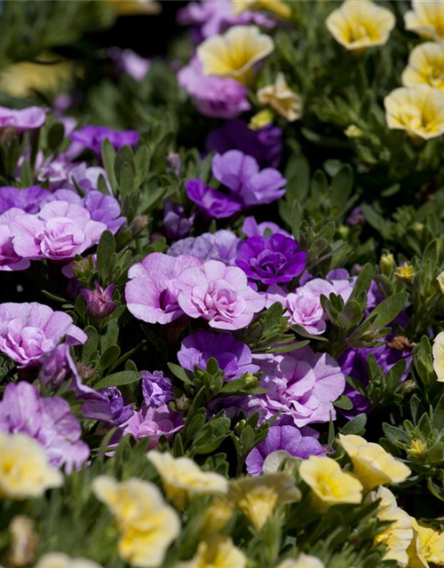 Calibrachoa 'Trixi'®