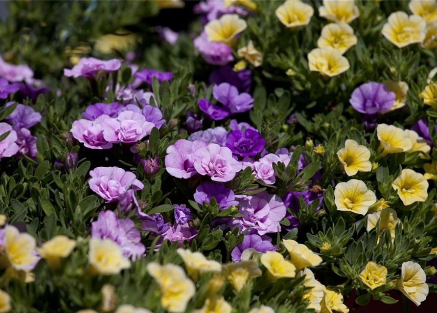 Calibrachoa 'Trixi'®