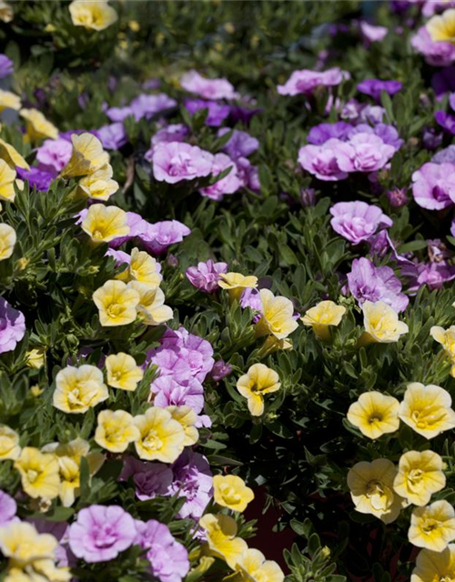 Calibrachoa 'Trixi'®