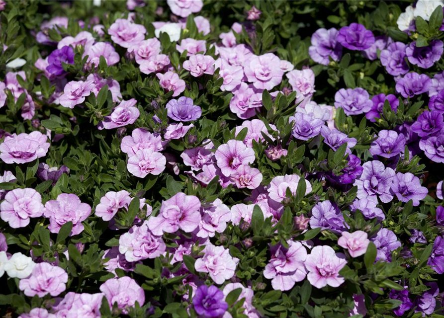 Calibrachoa 'Trixi'®