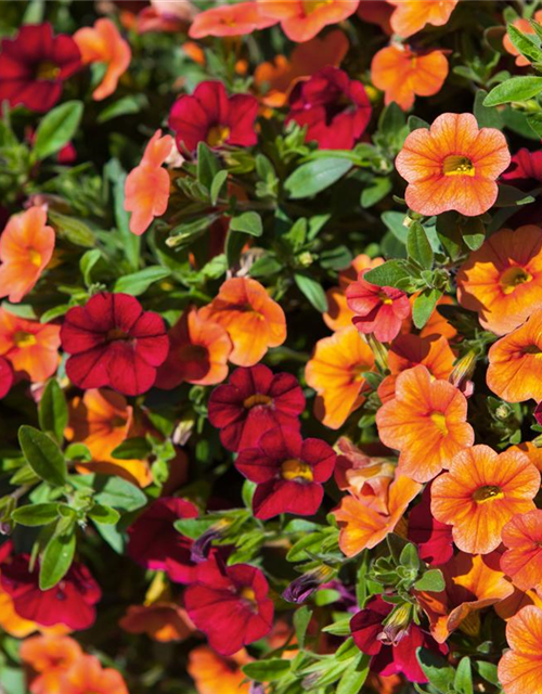 Calibrachoa 'Trixi'®