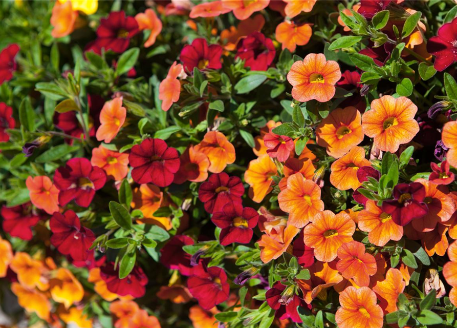 Calibrachoa 'Trixi'®