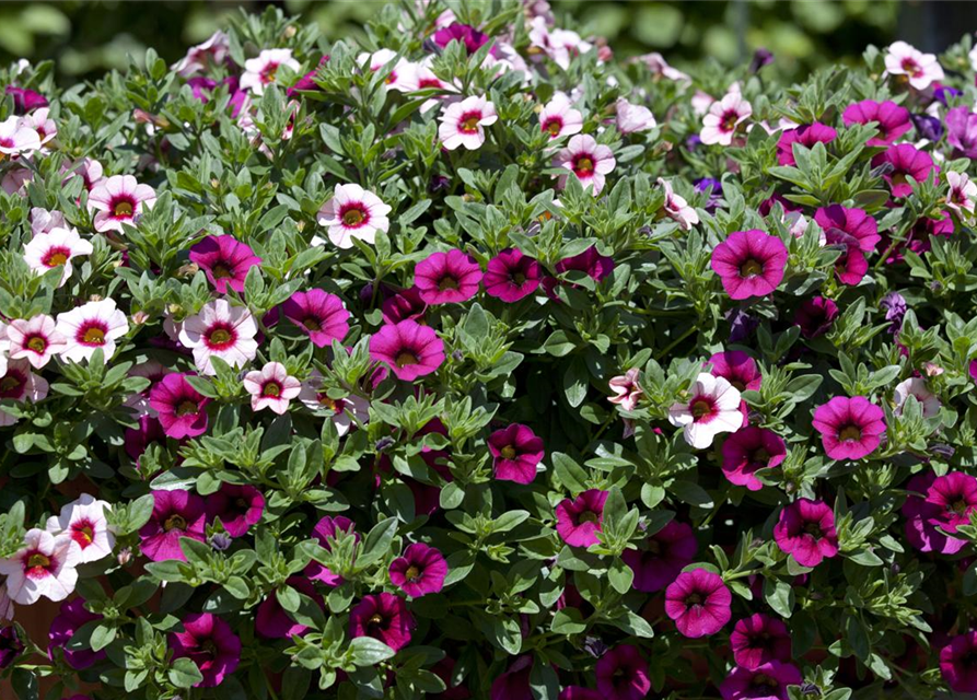 Calibrachoa 'Trixi'®