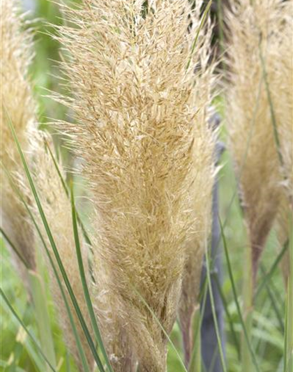 Cortaderia selloana