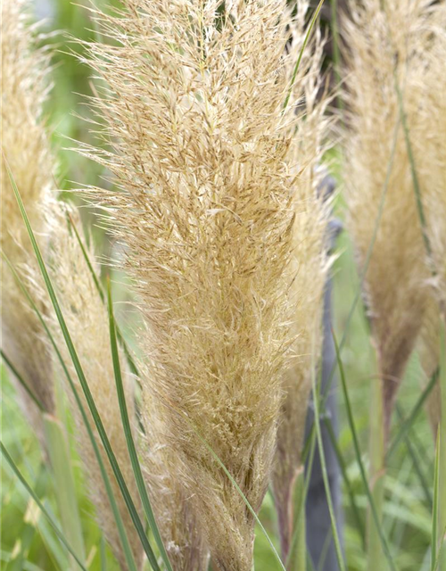 Cortaderia selloana