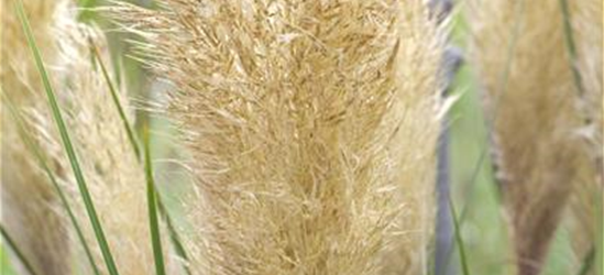 Cortaderia selloana