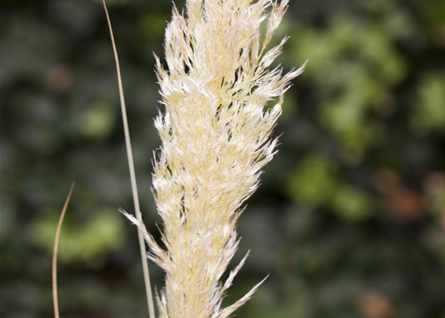 Cortaderia selloana