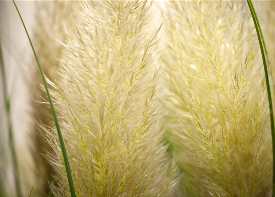 Cortaderia selloana