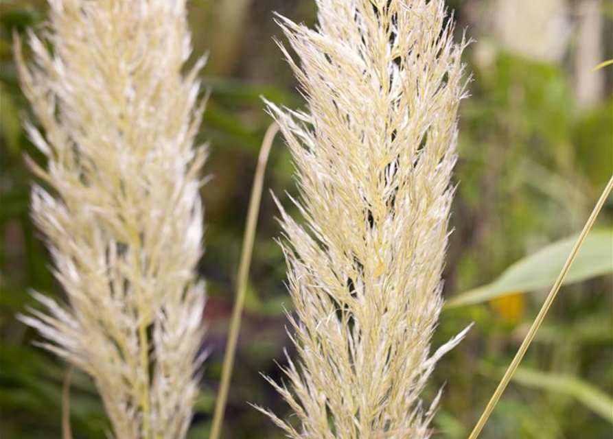 Cortaderia selloana