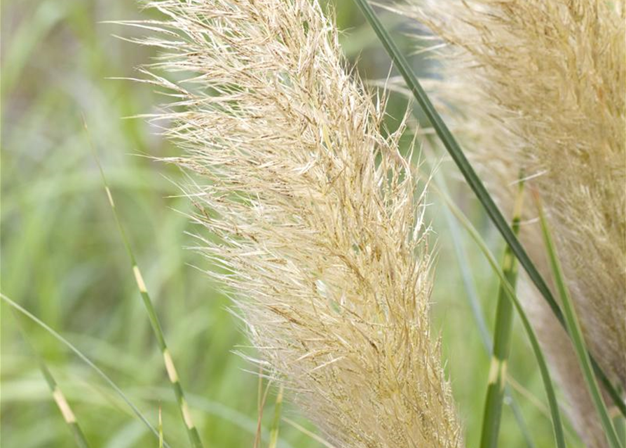 Cortaderia selloana