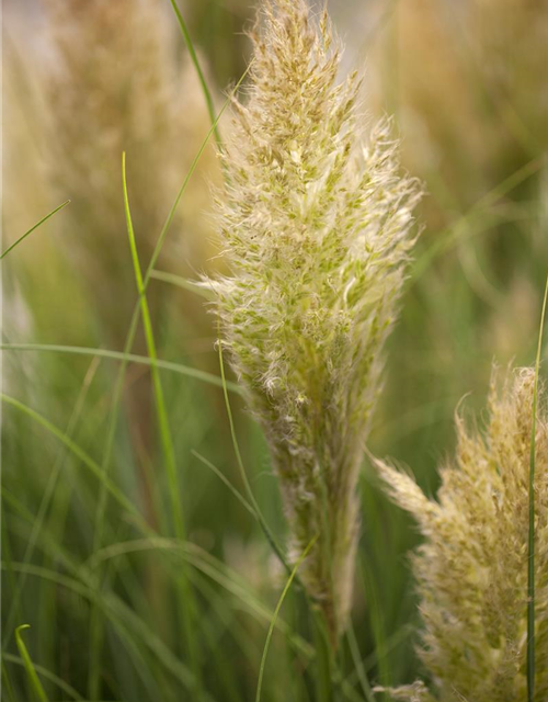 Cortaderia selloana