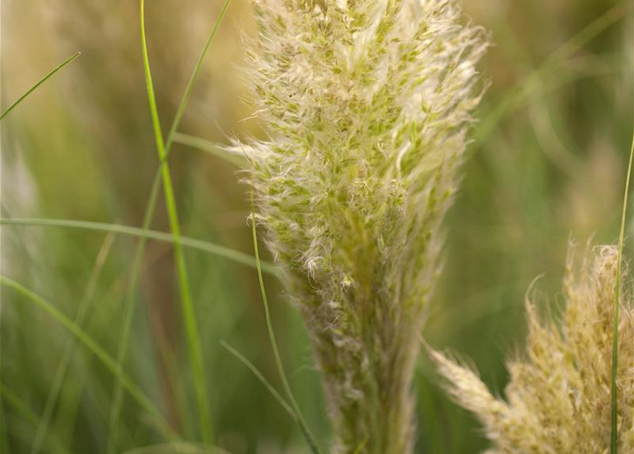 Cortaderia selloana