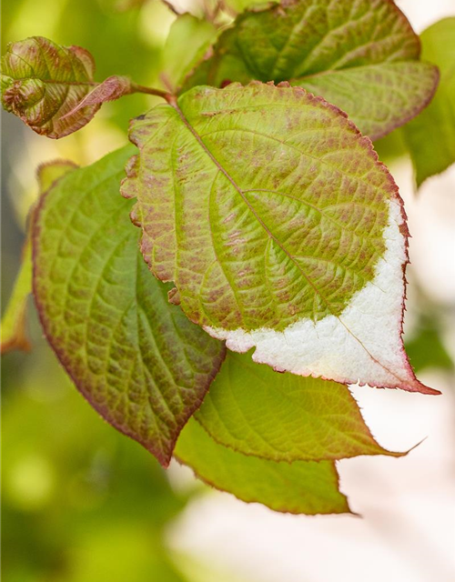 Actinidia kolomikta