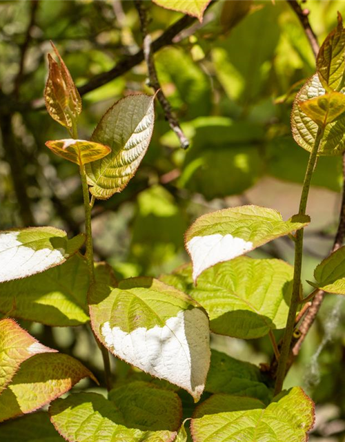 Actinidia kolomikta