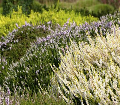 Calluna vulgaris