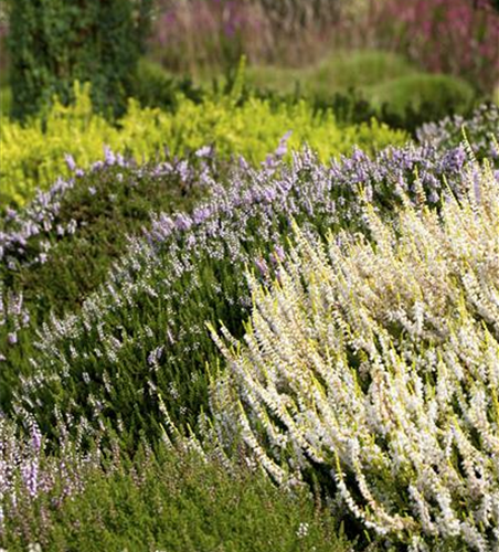 Calluna vulgaris