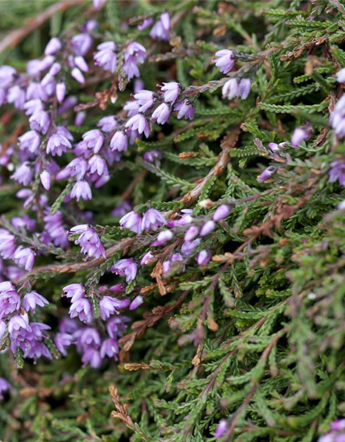 Calluna vulgaris