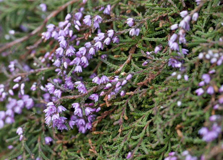 Calluna vulgaris