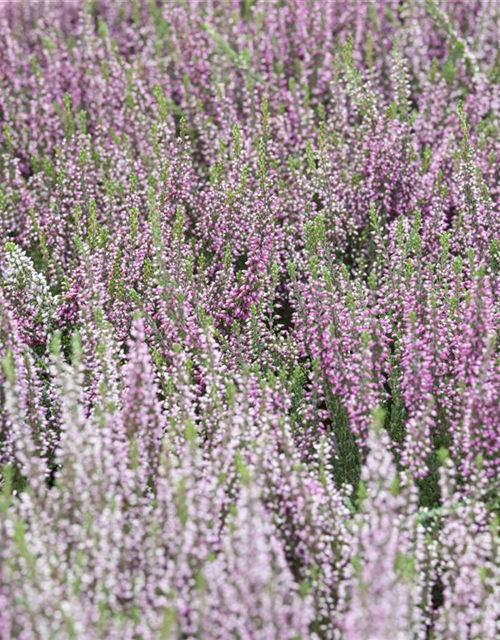 Calluna vulgaris