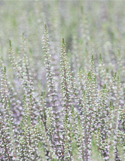 Calluna vulgaris