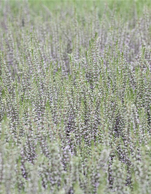 Calluna vulgaris