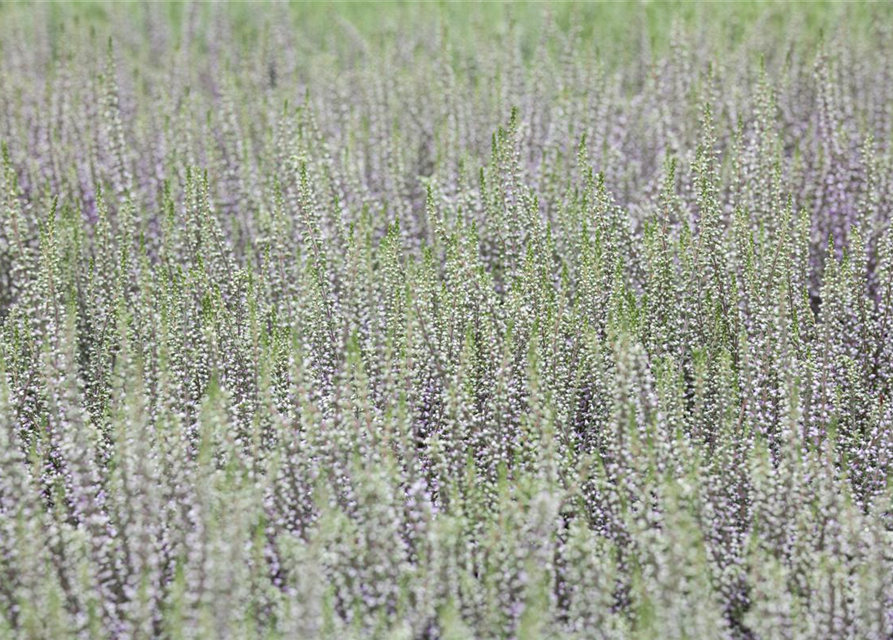 Calluna vulgaris