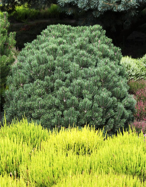 Calluna vulgaris