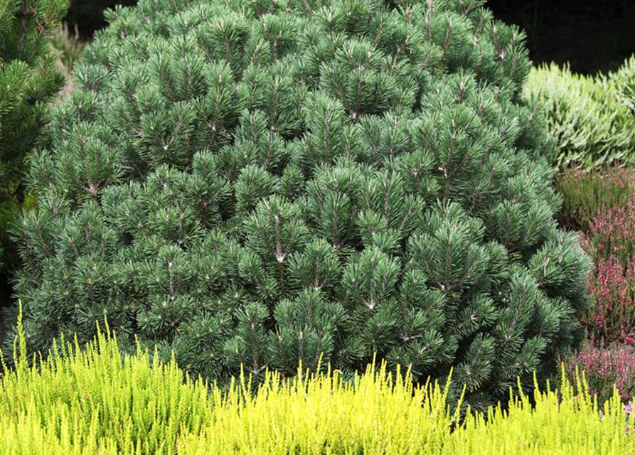 Calluna vulgaris