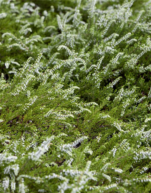 Calluna vulgaris