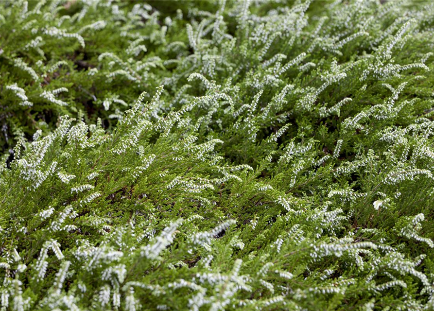 Calluna vulgaris