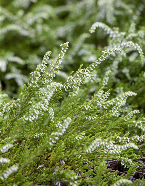 Calluna vulgaris