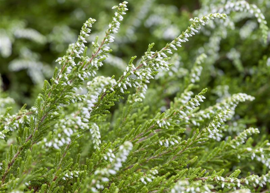 Calluna vulgaris