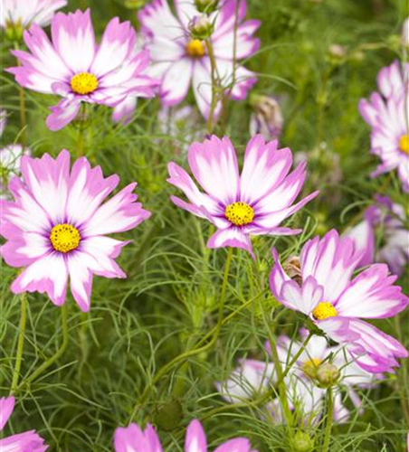 Cosmos bipinnatus