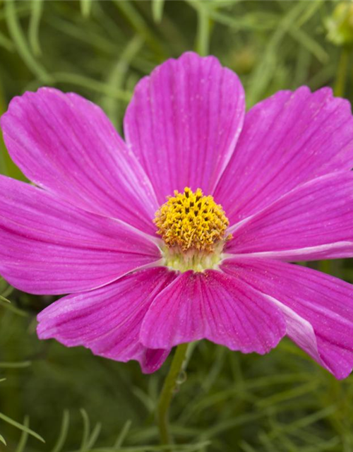 Cosmos bipinnatus