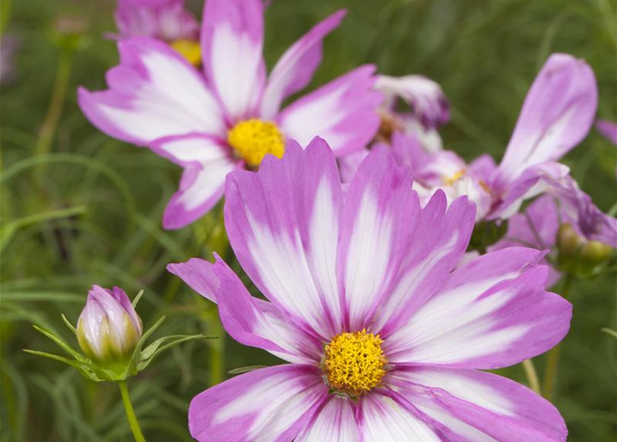 Cosmos bipinnatus