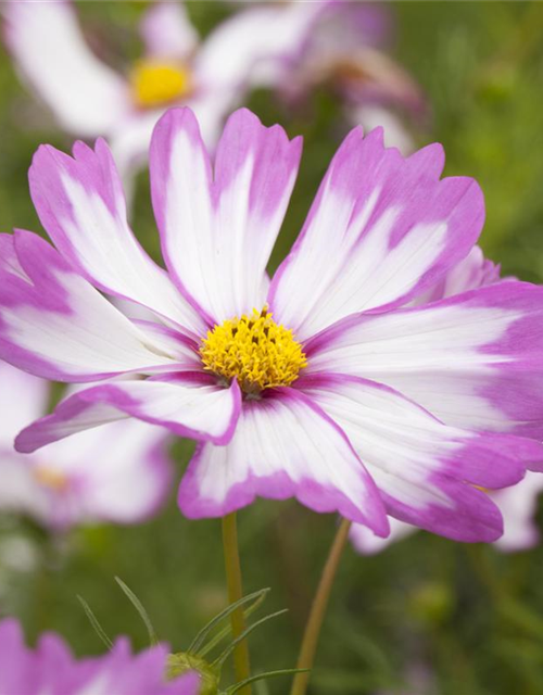 Cosmos bipinnatus