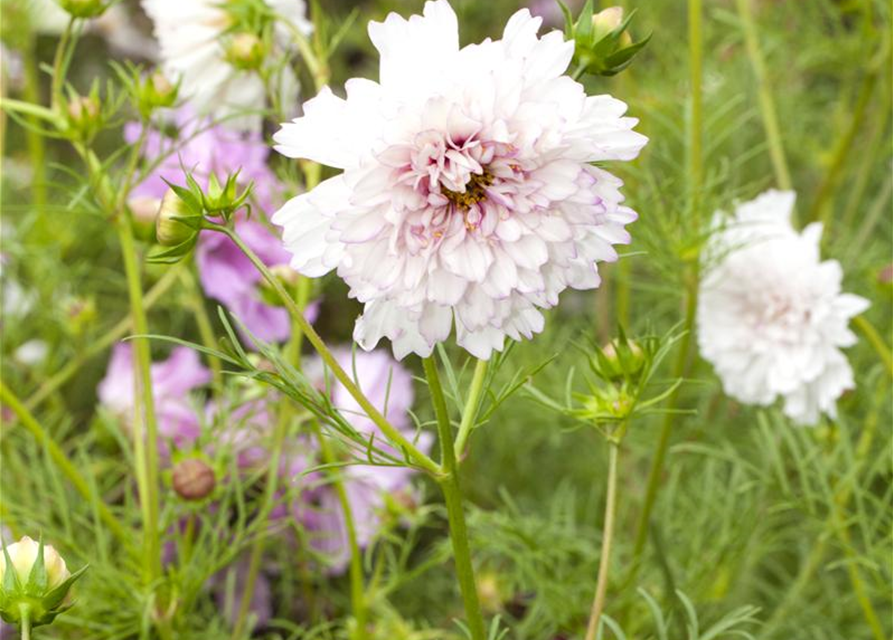 Cosmos bipinnatus