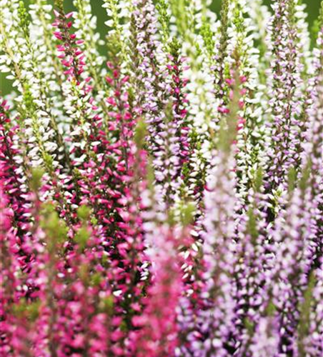 Calluna vulgaris Trio-Girls®