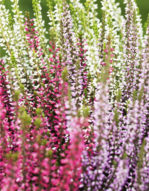 Calluna vulgaris Trio-Girls®