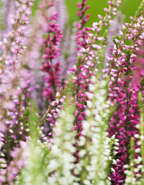 Calluna vulgaris Trio-Girls®