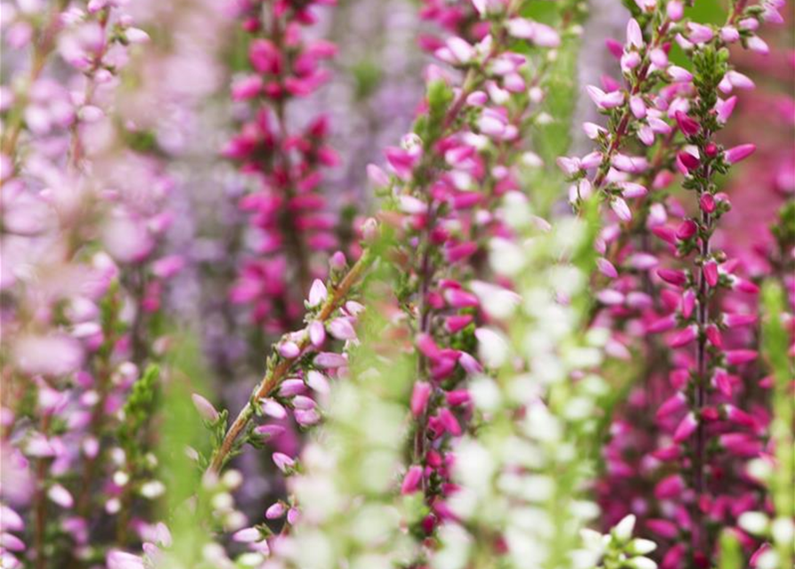 Calluna vulgaris Trio-Girls®