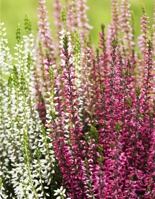 Calluna vulgaris Trio-Girls®