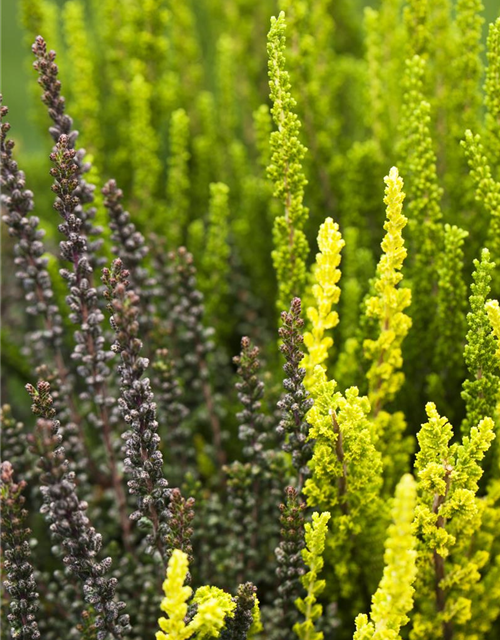 Calluna vulgaris Trio-Girls®